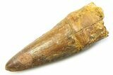 Fossil Spinosaurus Tooth - Uncommon Pathology #357751-1
